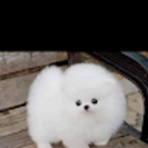 Meet your Posher, Evonna